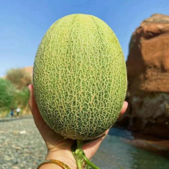 新疆大棚瓜 (西周密25號)