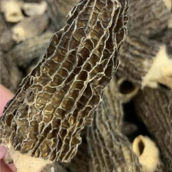 特級野生羊肚菌